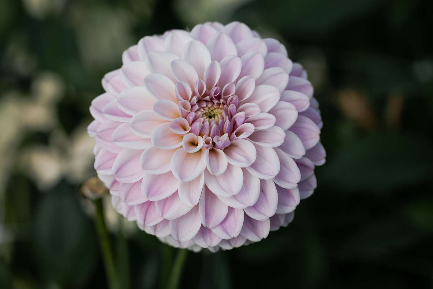 Dahlie 'Pink Silk'